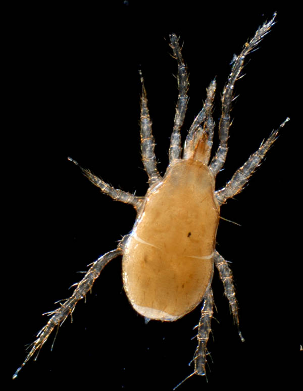 キツネダニ科(Veigaiidae）の1種