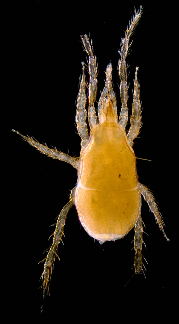 キツネダニ科(Veigaiidae）の1種