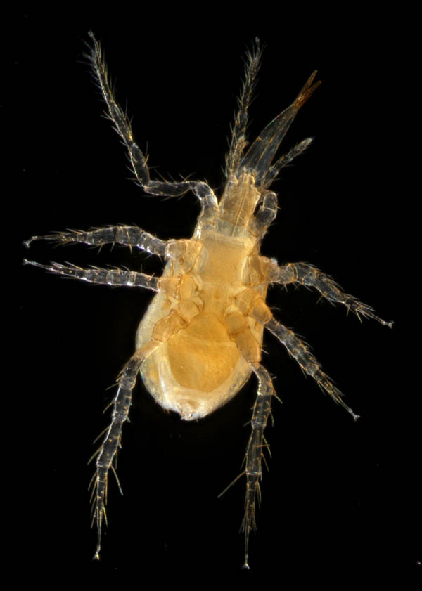 キツネダニ科(Veigaiidae）の1種