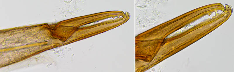 キツネダニ科(Veigaiidae）の1種