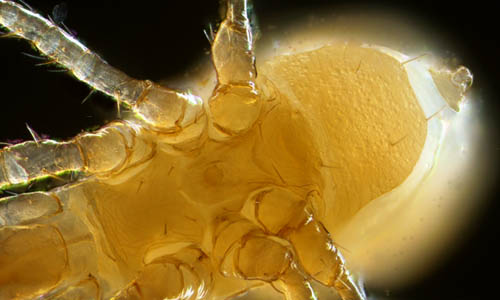 キツネダニ科(Veigaiidae）の1種