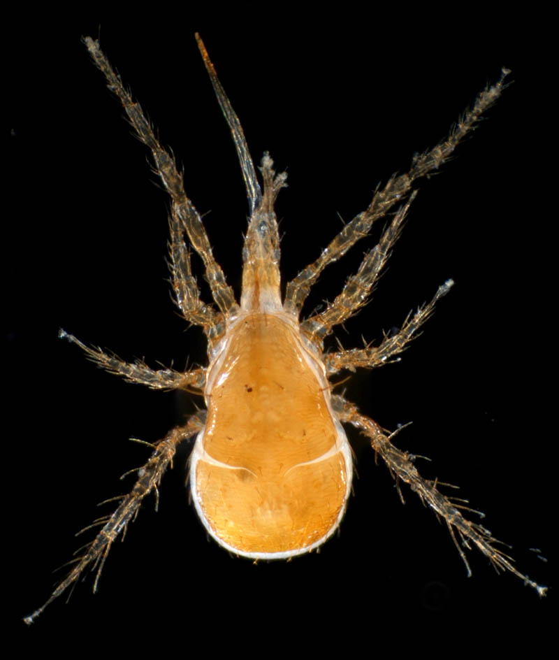 キツネダニ科(Veigaiidae）の1種