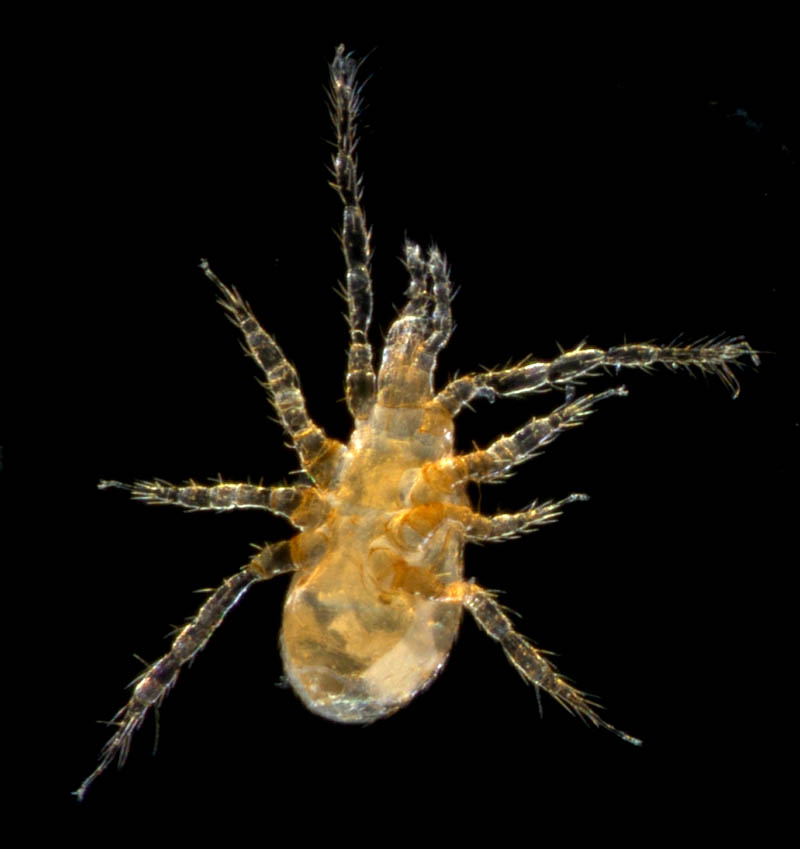 キツネダニ科(Veigaiidae）の1種