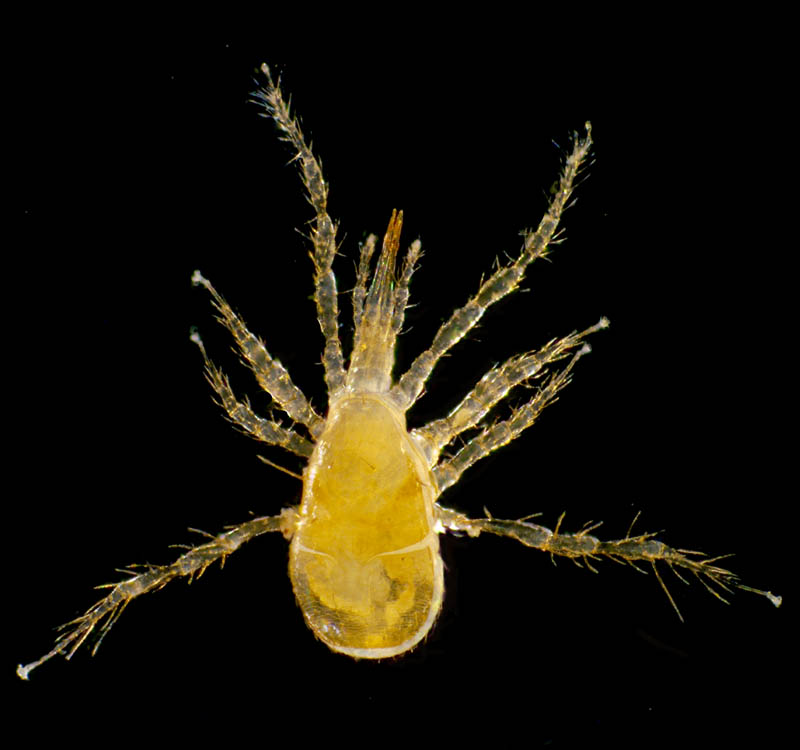 キツネダニ科(Veigaiidae）の1種