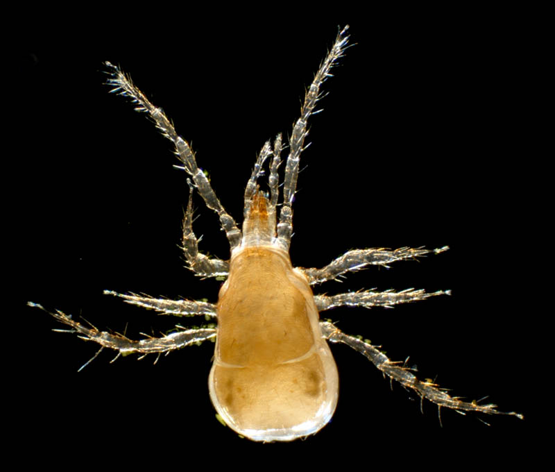 キツネダニ科(Veigaiidae）の1種