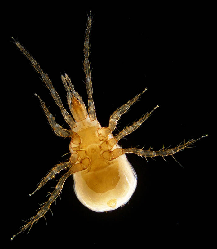 キツネダニ科(Veigaiidae）の1種