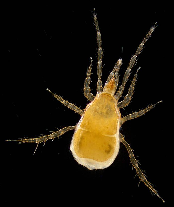 キツネダニ科(Veigaiidae）の1種