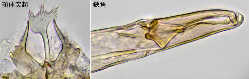 キツネダニ科(Veigaiidae）の1種
