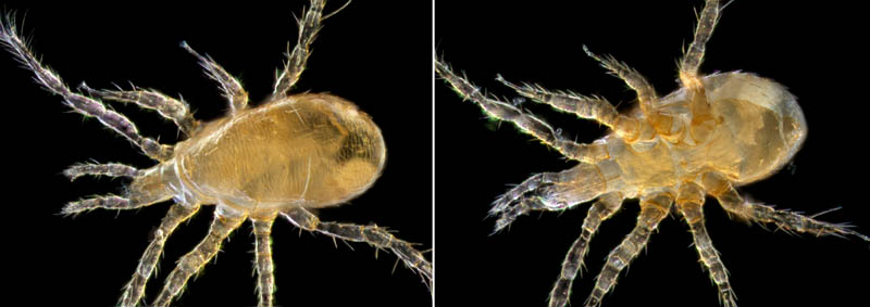 キツネダニ科(Veigaiidae）の1種