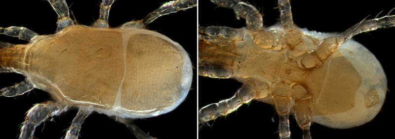 キツネダニ科(Veigaiidae）の1種