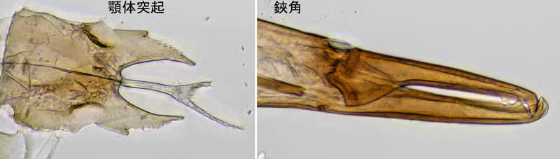 キツネダニ科(Veigaiidae）の1種