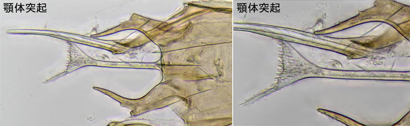 キツネダニ科(Veigaiidae）の1種