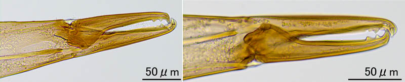 キツネダニ科(Veigaiidae）の1種