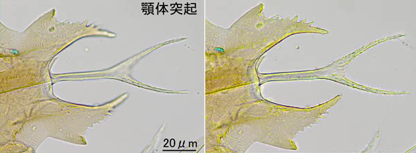 キツネダニ科(Veigaiidae）の1種
