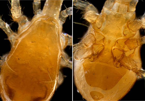 キツネダニ科(Veigaiidae）の1種