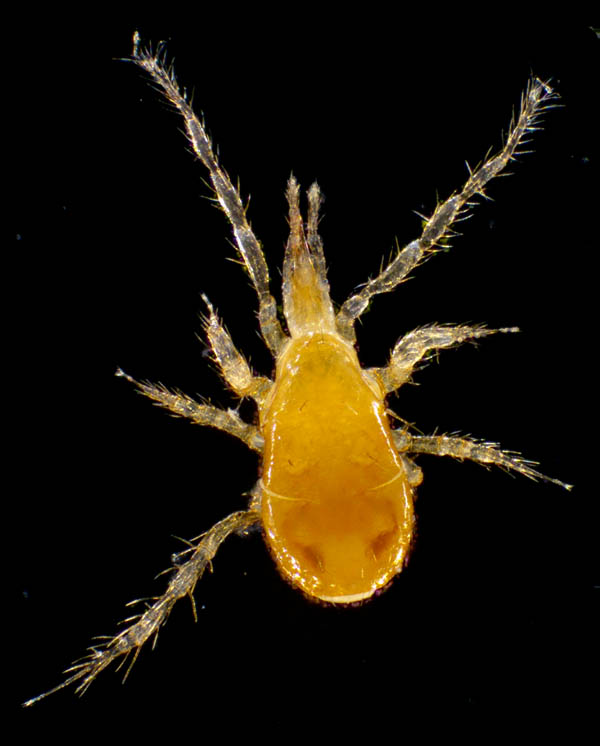 キツネダニ科(Veigaiidae）の1種