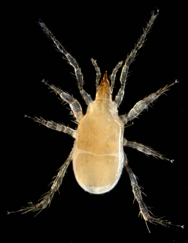 キツネダニ科(Veigaiidae）の1種