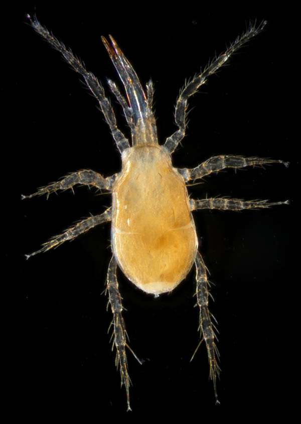 キツネダニ科(Veigaiidae）の1種