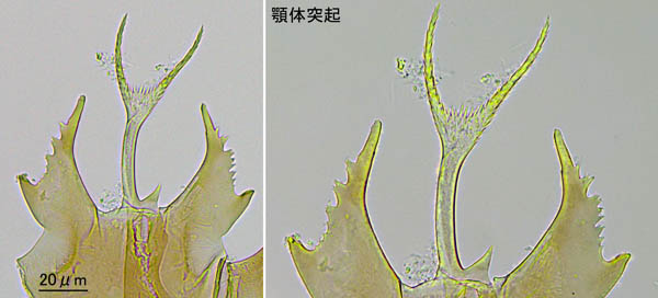 キツネダニ科(Veigaiidae）の1種