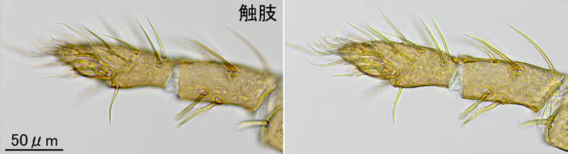 キツネダニ科(Veigaiidae）の1種