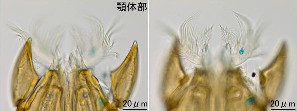 キツネダニ科(Veigaiidae）の1種