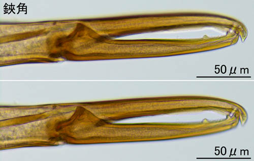 キツネダニ科(Veigaiidae）の1種