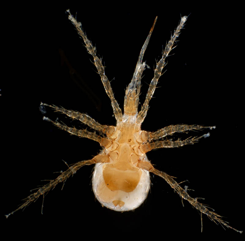 キツネダニ科(Veigaiidae）の1種