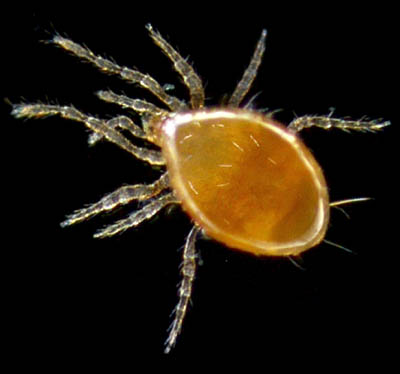 ツブトゲダニ科(Ologamasidae)の1種