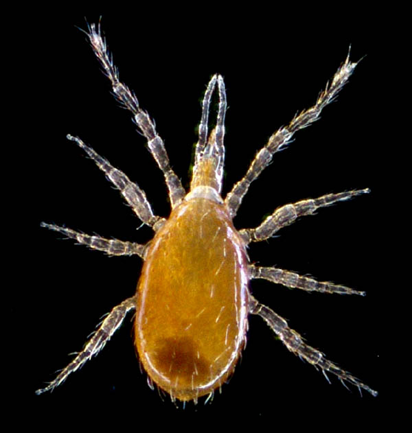 ツブトゲダニ科(Ologamasidae)の1種