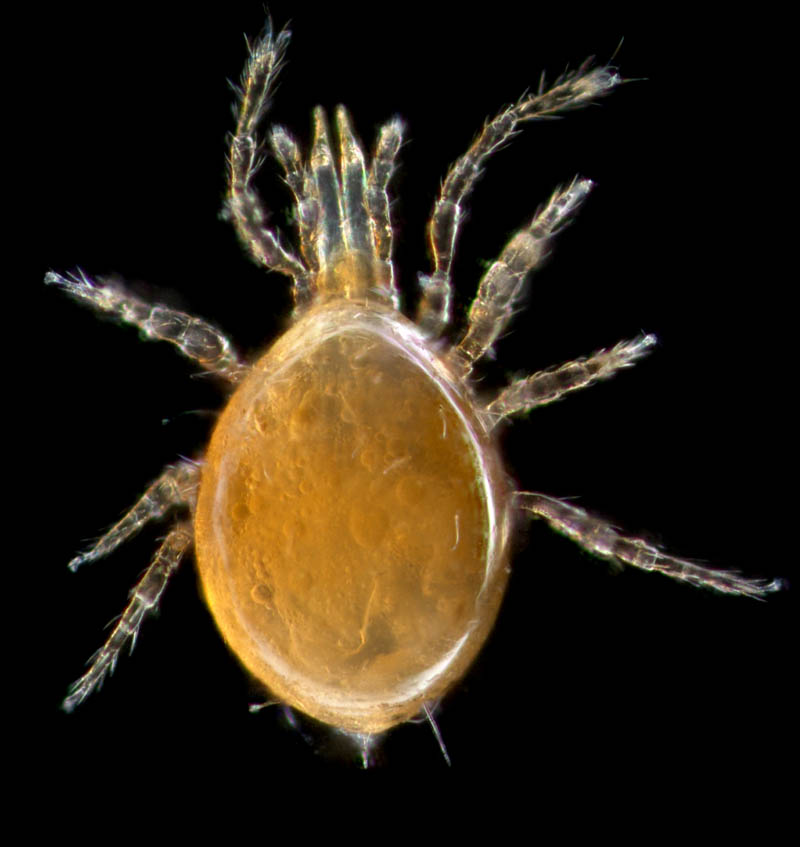 ツブトゲダニ科(Ologamasidae)の1種