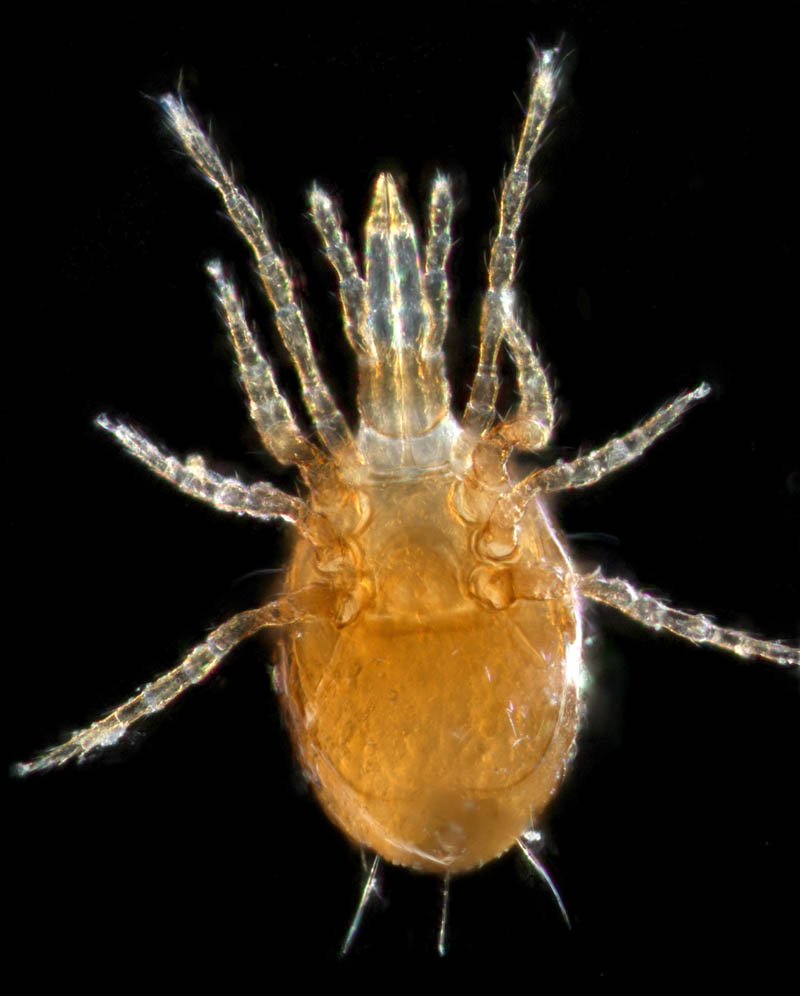 ツブトゲダニ科(Ologamasidae)の1種