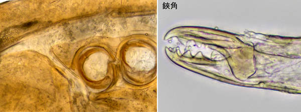 ツブトゲダニ科(Ologamasidae)の1種