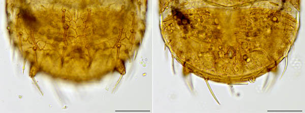 クモマアトツノダニ(Asca nubes)