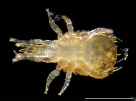 クモマアトツノダニ(Asca nubes)