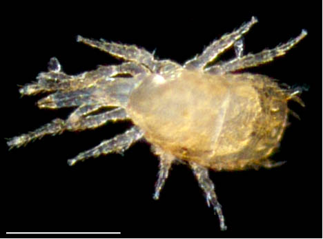 クモマアトツノダニ(Asca nubes)