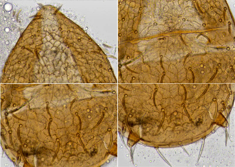 クモマアトツノダニ(Asca nubes)