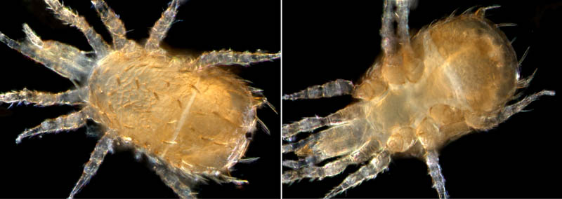 クモマアトツノダニ(Asca nubes)