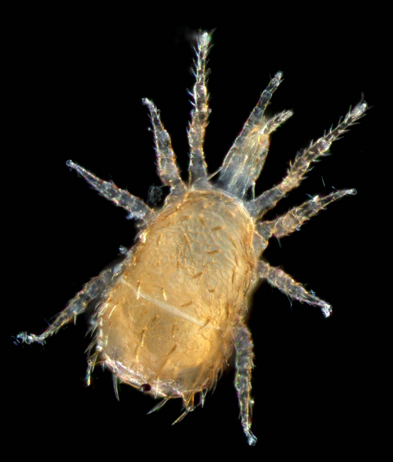 クモマアトツノダニ(Asca nubes)