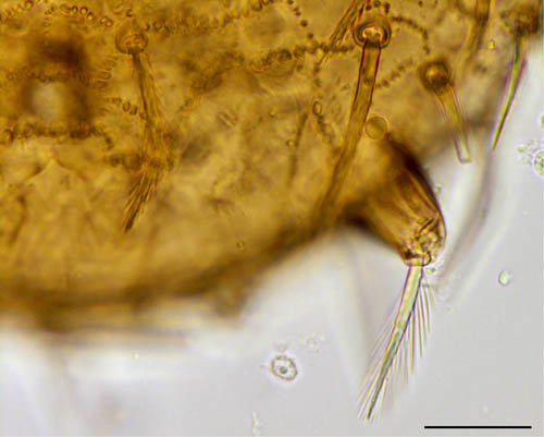 クモマアトツノダニ(Asca nubes)