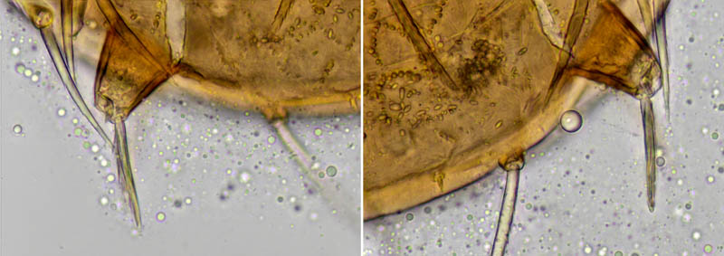クモマアトツノダニ(Asca nubes)