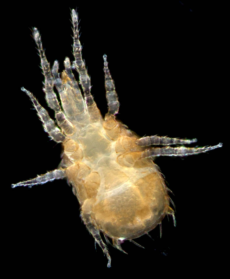 クモマアトツノダニ(Asca nubes)