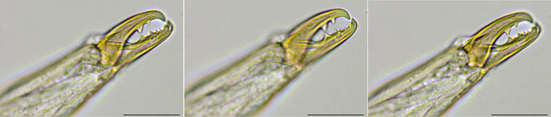クモマアトツノダニ(Asca nubes)
