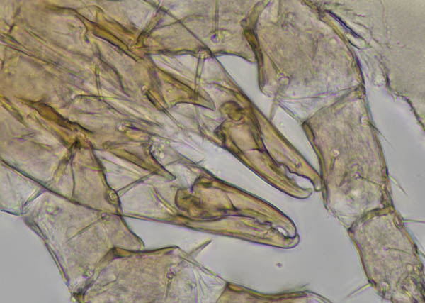 クモマアトツノダニ(Asca nubes)