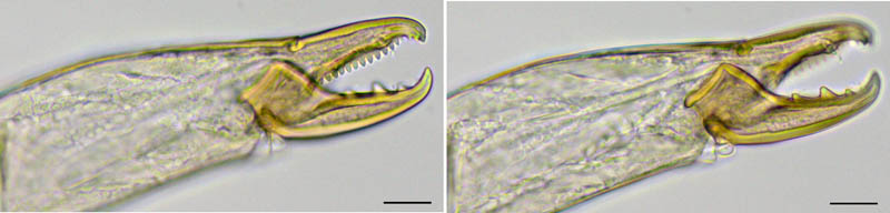 ホソスカシダニ属の1種（Lasioseius sp.）
