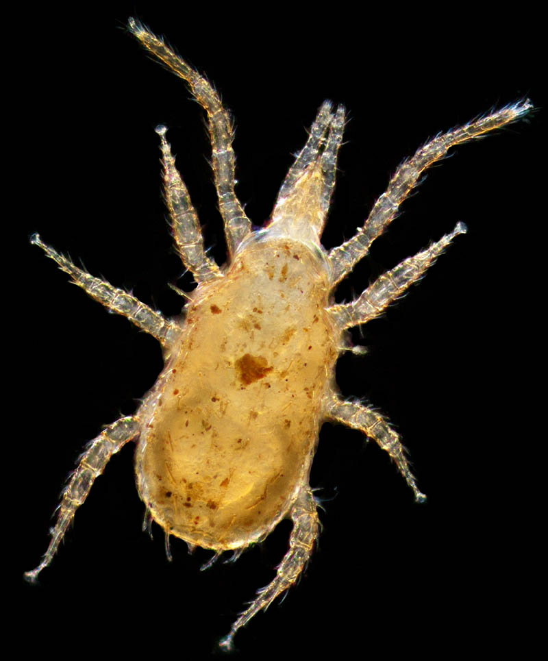 ホソスカシダニ属の1種（Lasioseius sp.）