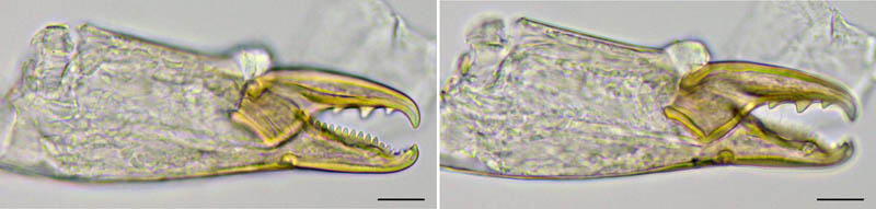 ホソスカシダニ属の1種（Lasioseius sp.）