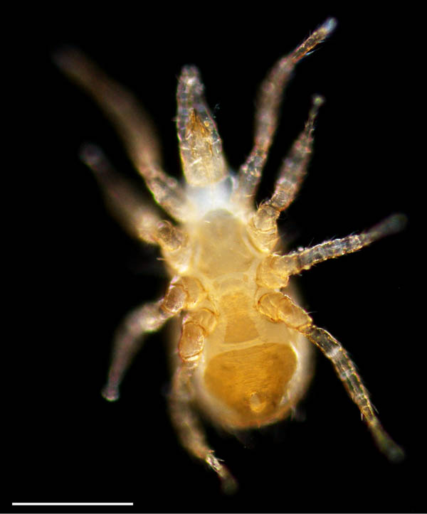 ホソスカシダニ属の1種（Lasioseius sp.）