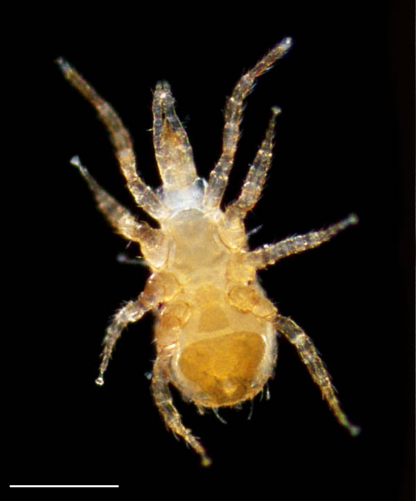 ホソスカシダニ属の1種（Lasioseius sp.）