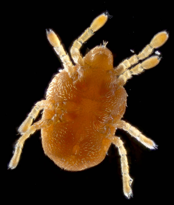 ヤリタカラダニ科（Calyptostomatidae）の1種