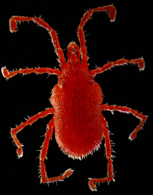 カベアナタカラダニ（Balaustium murorum）